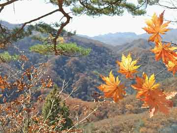 光山县谢宏明最新消息，一位基层干部的奋斗与担当
